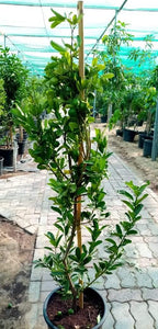 Lemon Tree - Lemon