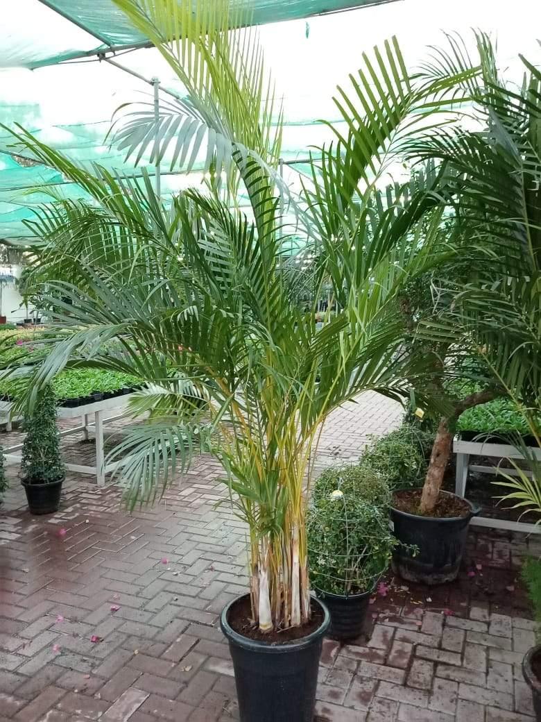 Areca Palm Potted Plant - Dypsis Lutescens - Outdoor