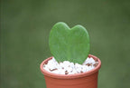 Buy Hoya Kerrii Online - Valentine Plants