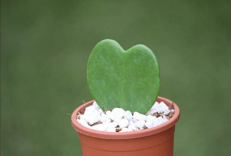 Buy Hoya Kerrii Online - Valentine Plants