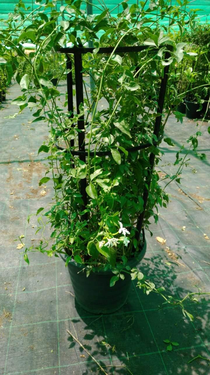 Jasminum Grandiflorum - Poets Jasmine