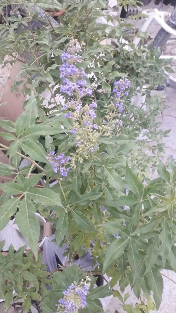 Chaste Tree Potted Plant - Vitex Agnus