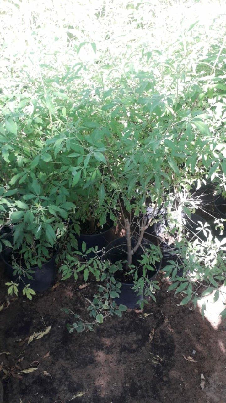 Chaste Tree Potted Plant - Vitex Agnus