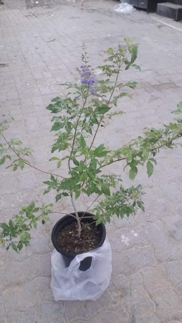 Chaste Tree Potted Plant - Vitex Agnus