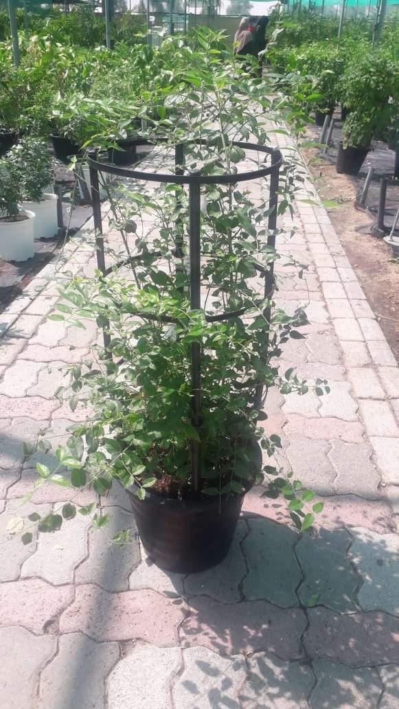Star Jasmine (Jasminum Nitidum)