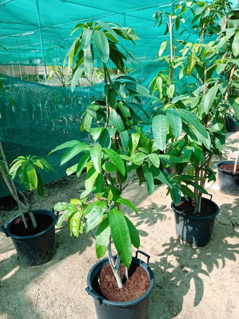 Chaunsa Mango Potted Plant - Mangifera Indica 'Chaunsa'