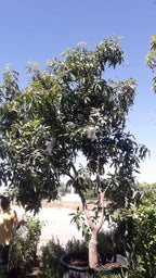 Chaunsa Mango Potted Plant - Mangifera Indica 'Chaunsa'