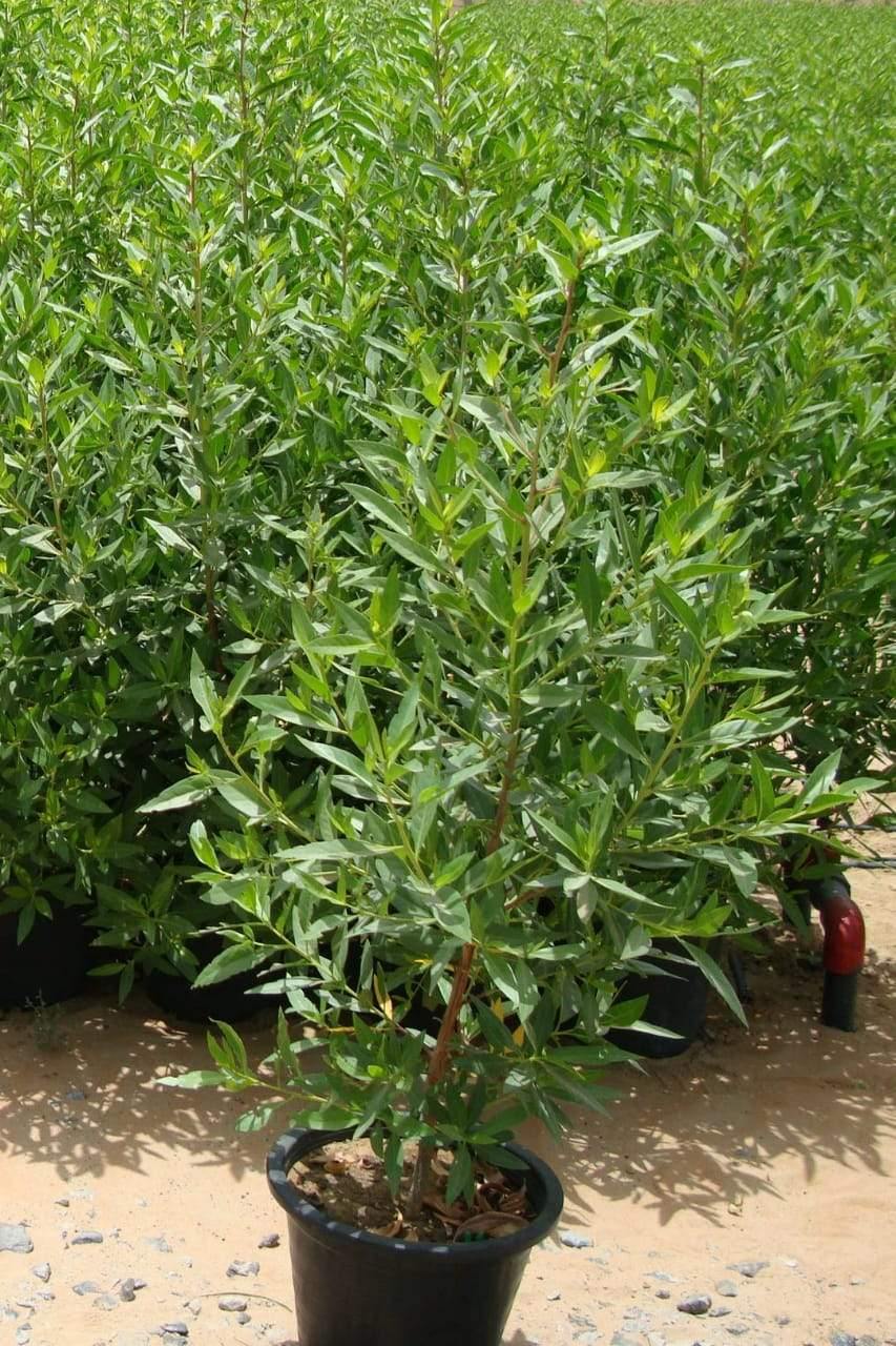 Buy Damas Tree – Conocarpus Lancifolius Online
