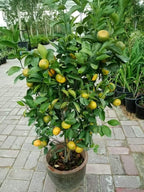Buy Orange Tree Online - Citrus Sinensis