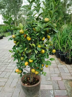Buy Orange Tree Online - Citrus Sinensis