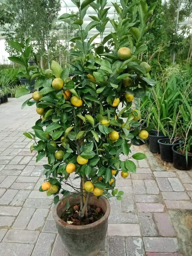 Buy Orange Tree Online - Citrus Sinensis