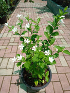 Snowflake Potted Plant - Leucojum vernum