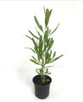 Dodonaea Viscosa - Hopbush
