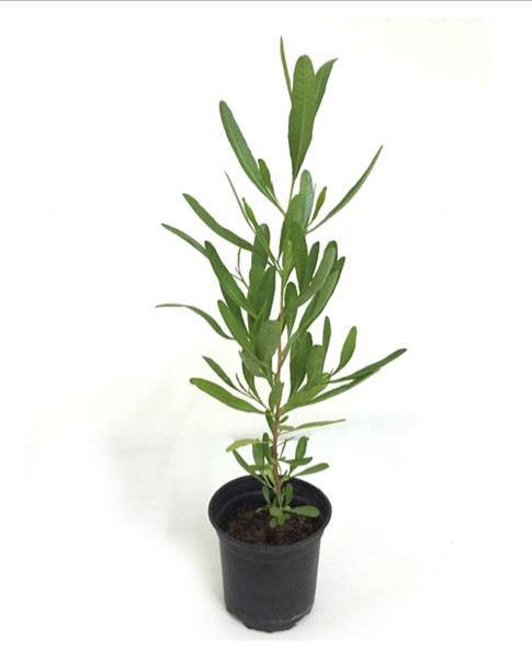 Dodonaea Viscosa - Hopbush