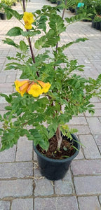 Tecoma Smithii - Trumpet Bush