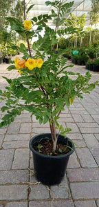 Tecoma Smithii - Trumpet Bush