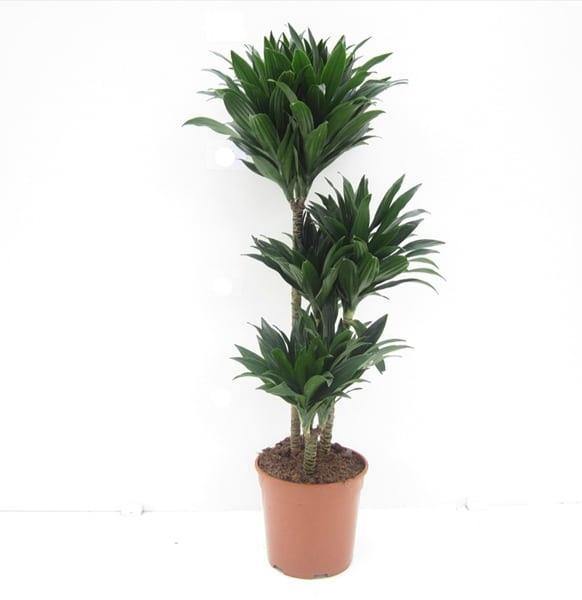 Dracaena Deremensis - Compacta Evergreen Houseplant