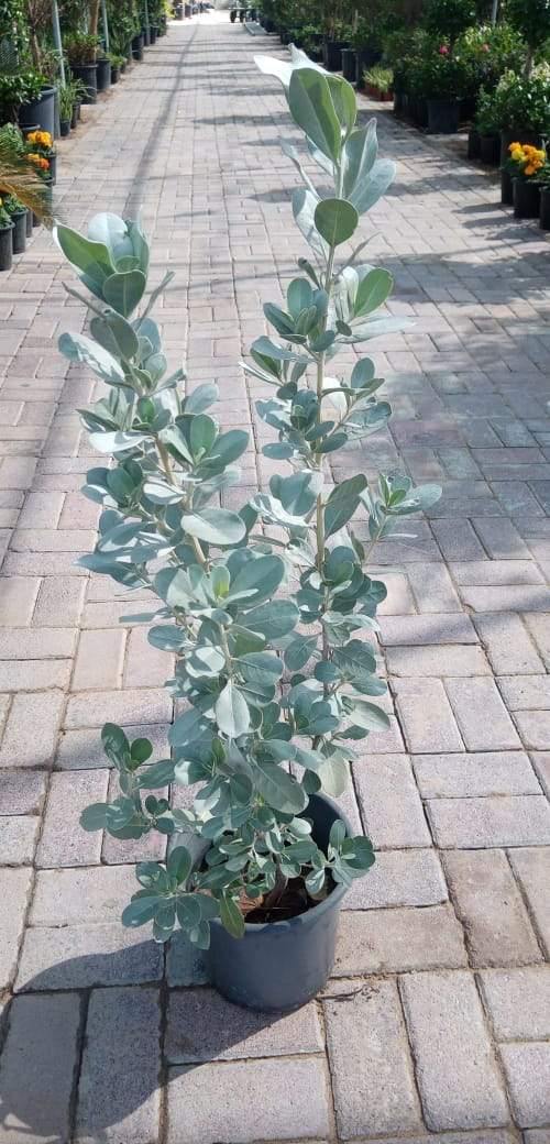 Buy Silver Damas – Conocarpus Erectus Online