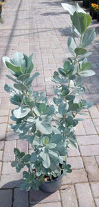 Buy Silver Damas – Conocarpus Erectus Online