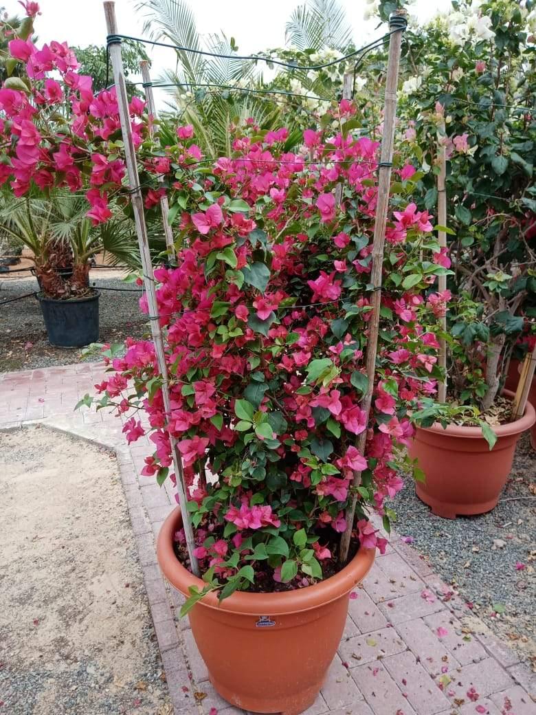 Bougainvillea Bushy – Paper Flower