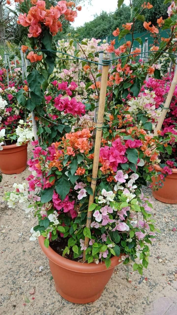 Bougainvillea Bushy – Paper Flower