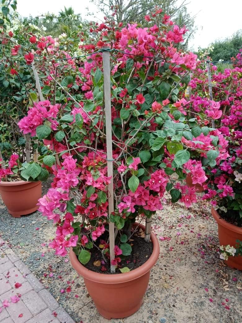 Bougainvillea Bushy – Paper Flower