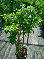 Golden Trumpet (Allamanda Cathartica)