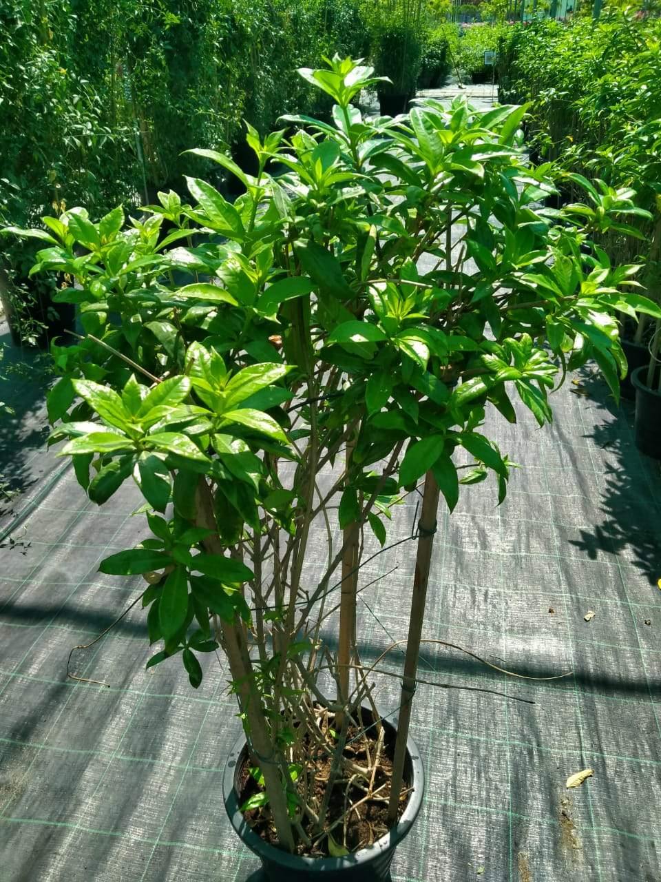 Golden Trumpet (Allamanda Cathartica)