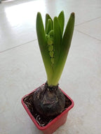 Hyacinth – Hyacinthus Bulb - Oxalis Tetraphylla