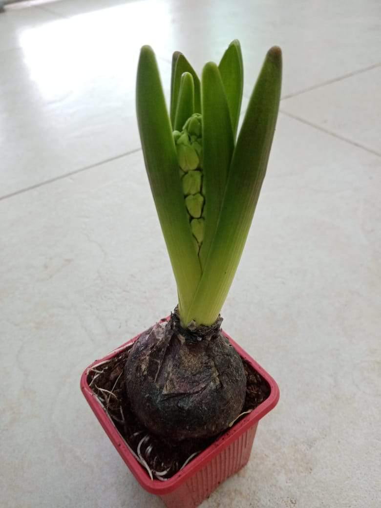 Hyacinth – Hyacinthus Bulb - Oxalis Tetraphylla