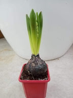 Hyacinth – Hyacinthus Bulb - Oxalis Tetraphylla