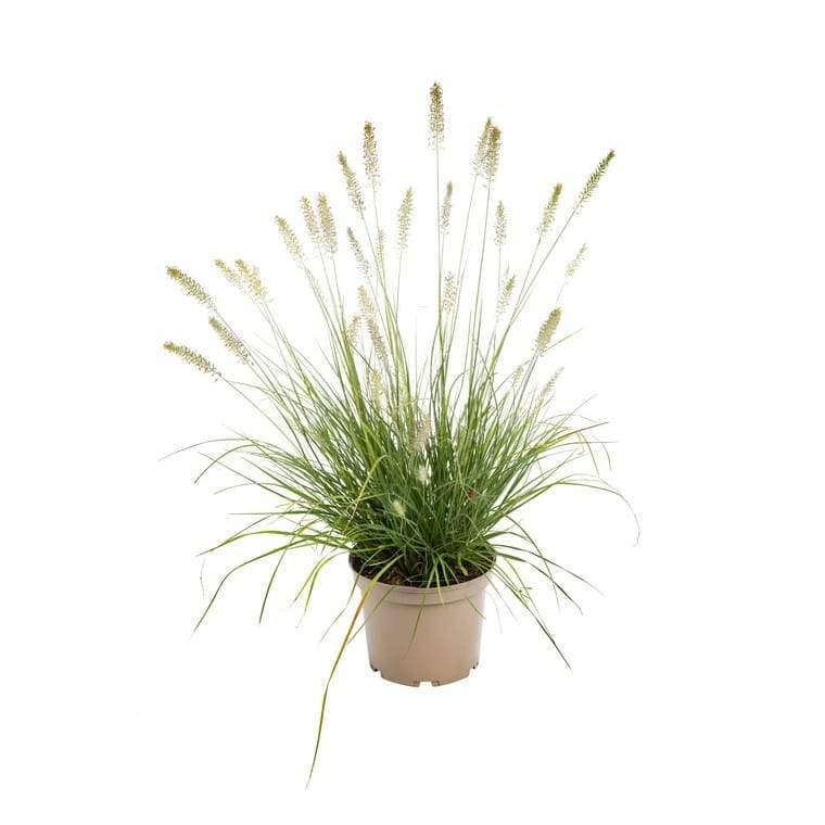 Buy Fountain Grass Online - Pennisetum Alopecuroides