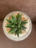 Buy Dwarf Aloe Online - Haworthia Minima