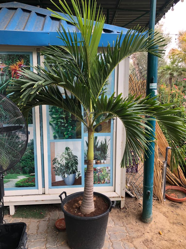 Veitchia Palm – Manila Palm