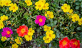 Portulaca Umbraticola