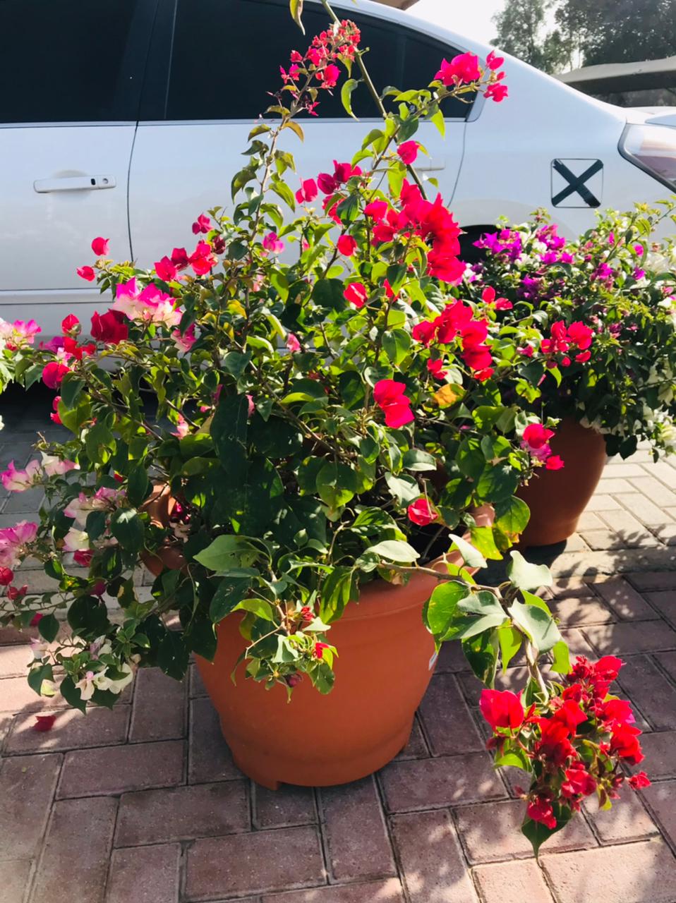 Bougainvillea Bushy – Paper Flower