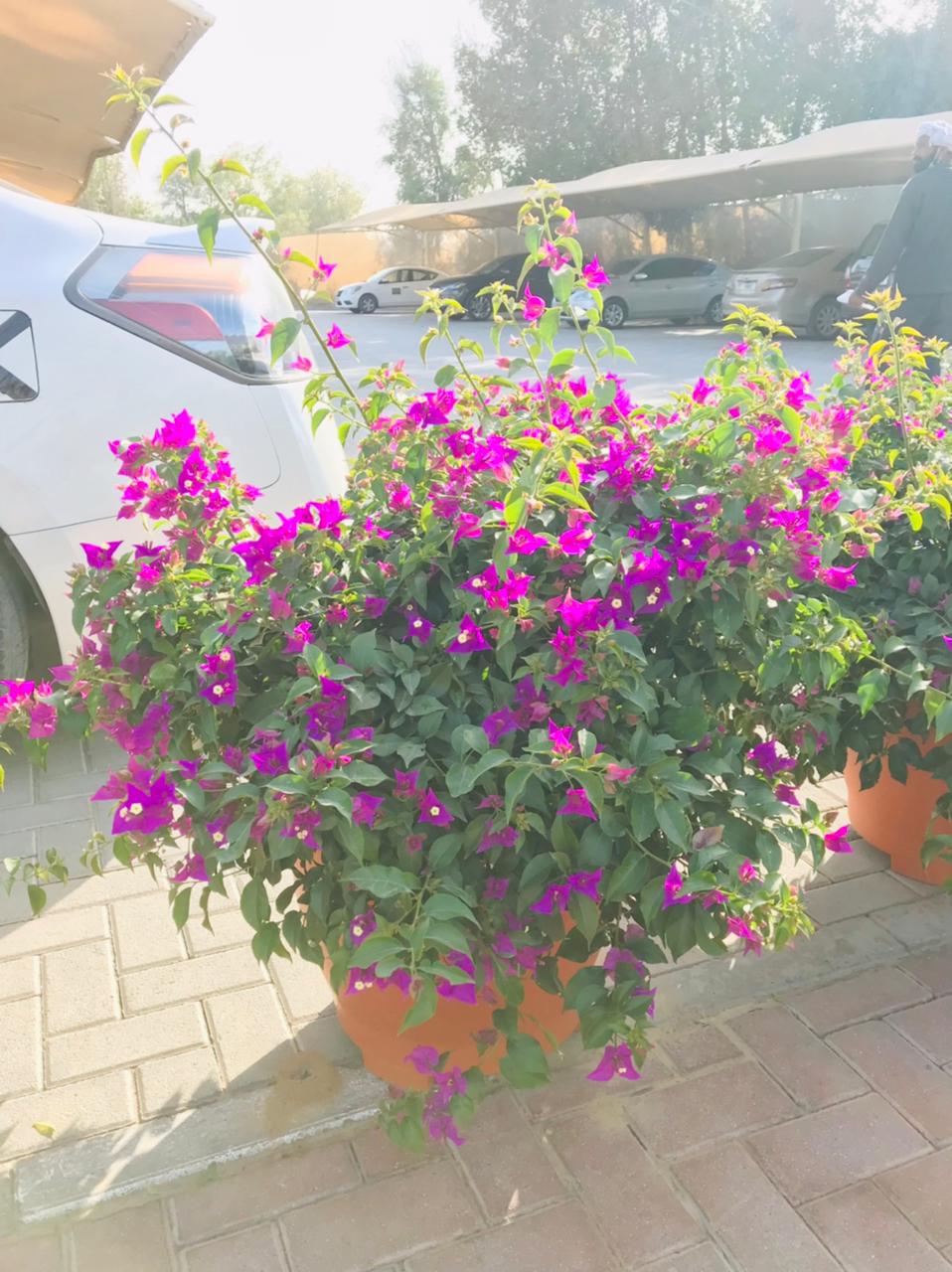 Bougainvillea Bushy – Paper Flower