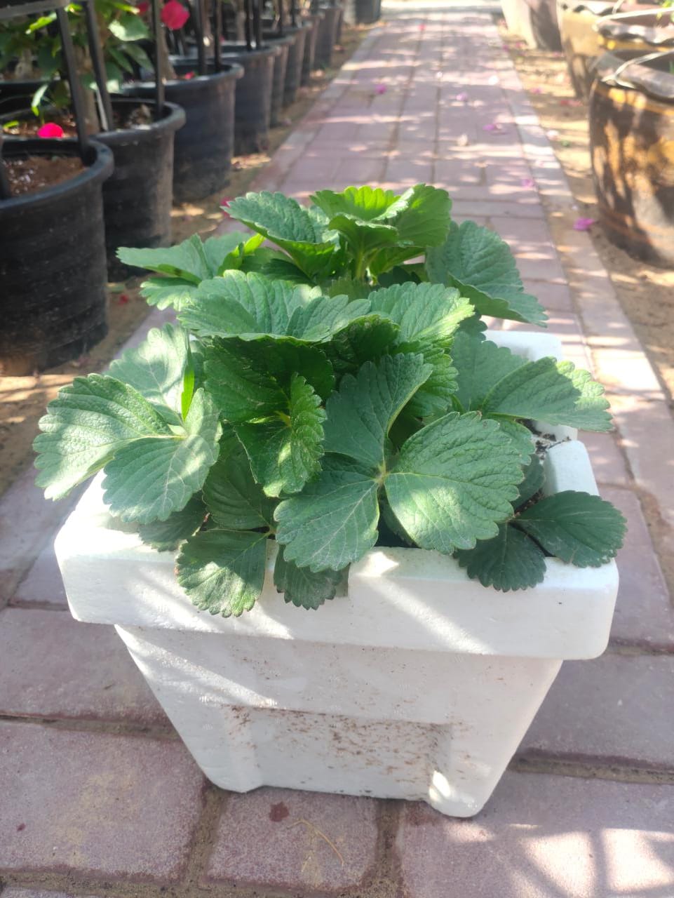 Strawberry – Fragaria - Ananassa