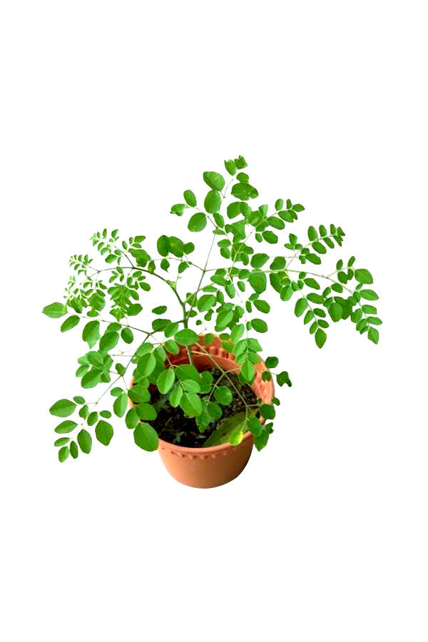Moringa (Moringa Oleifera)