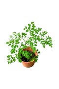 Moringa (Moringa Oleifera)