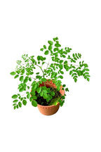 Moringa (Moringa Oleifera)