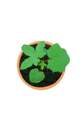 Okra Plant – Ladies Finger - Abelmoschus Esculentus