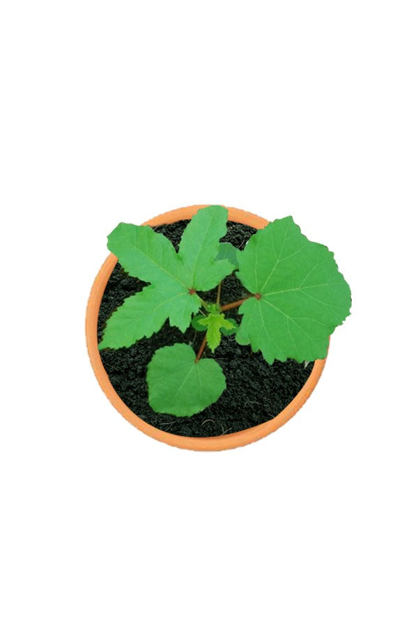 Okra Plant – Ladies Finger - Abelmoschus Esculentus