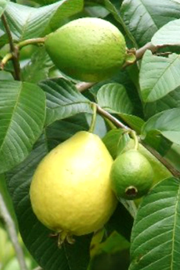 Guava Tree – Psidium Guajava