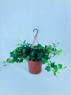 English Ivy - Hedera Helix