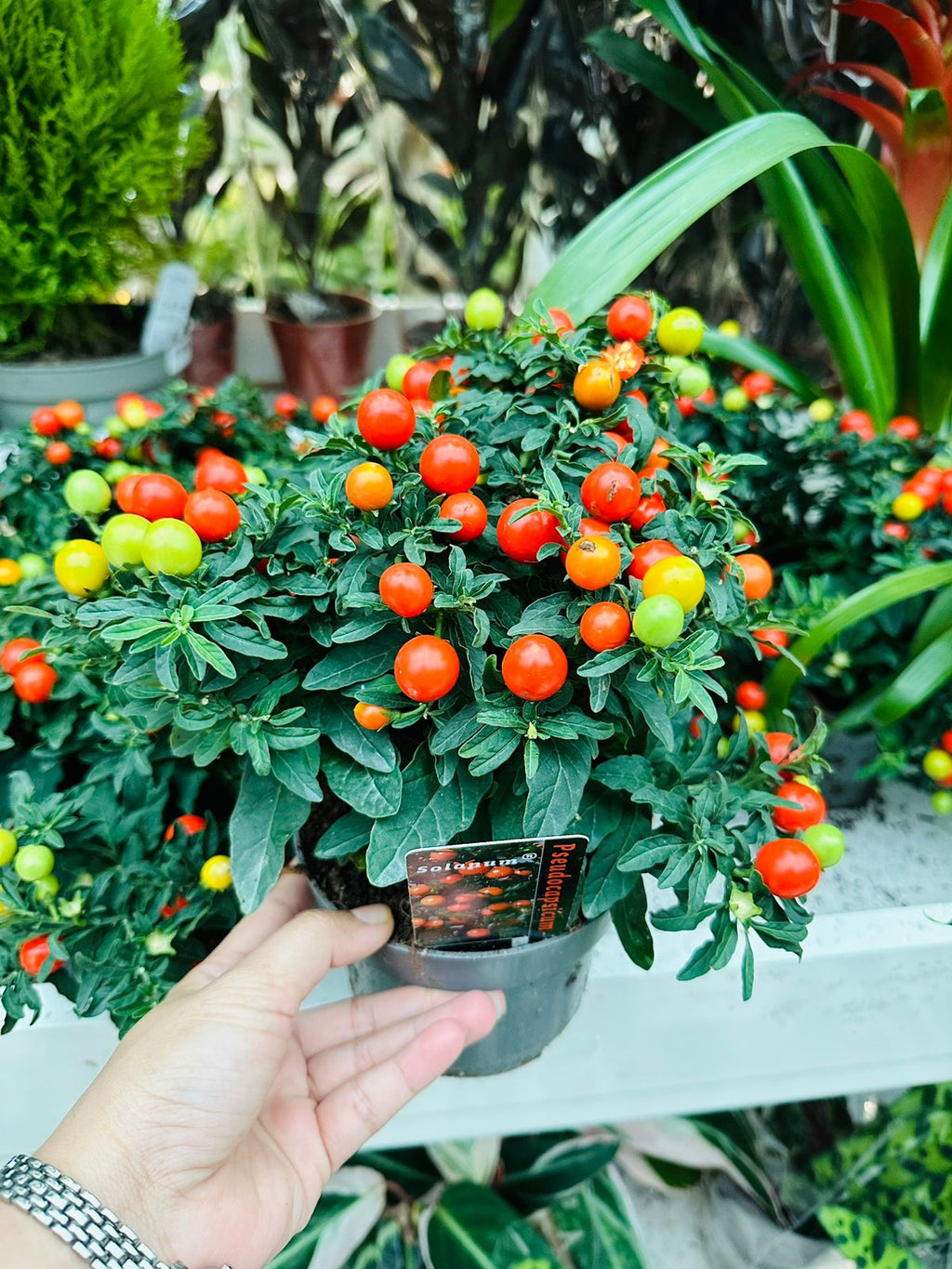 Buy Jerusalem Cherry Tomato Online