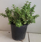 Buy Jade Plant Outdoor Online - Crassula Ovata