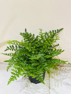 Mother Fern (Asplenium Parvati)