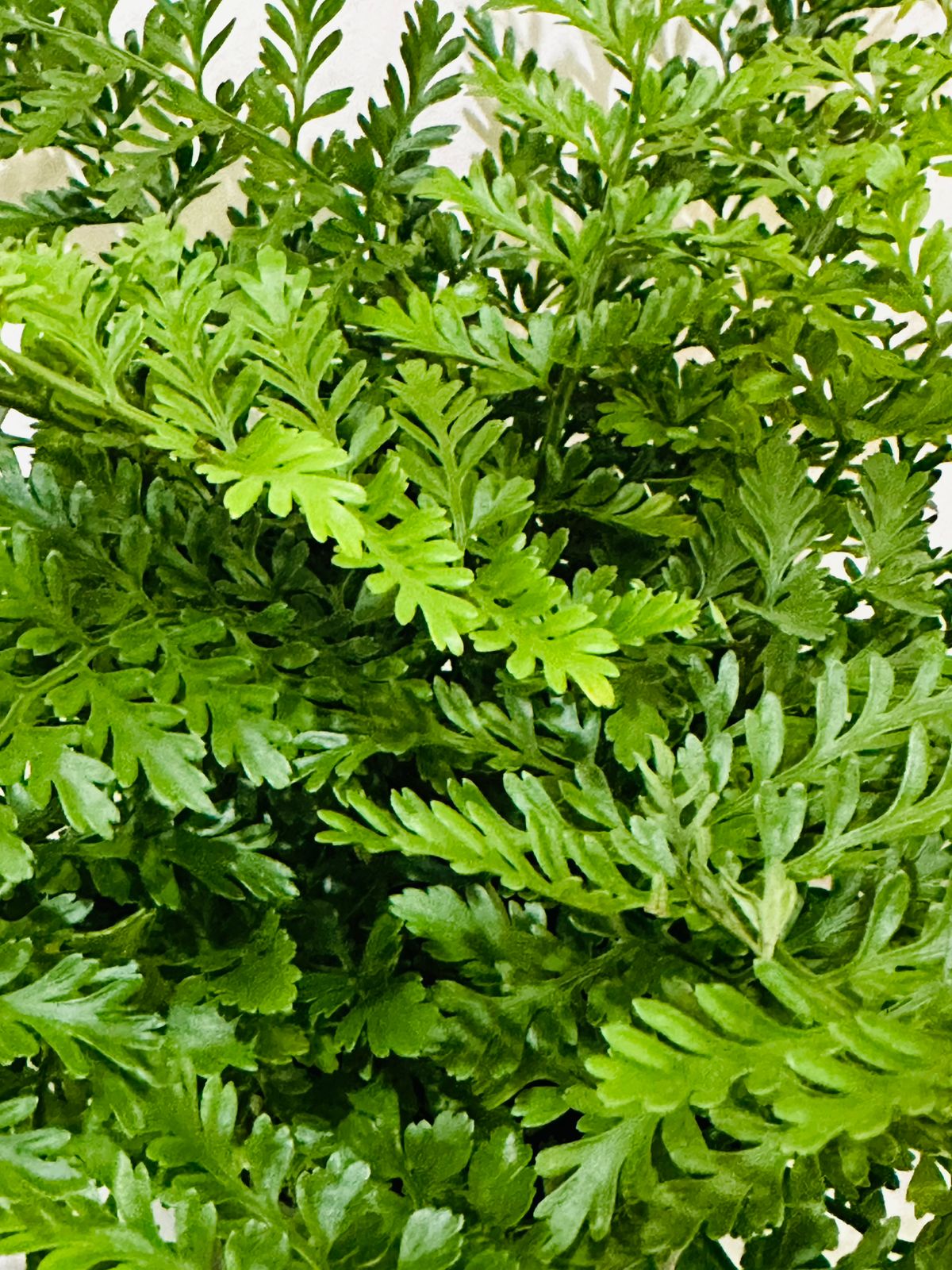 Mother Fern (Asplenium Parvati)