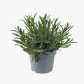 English Lavender Potted Plant - Premium Fragrant Perennial Plant